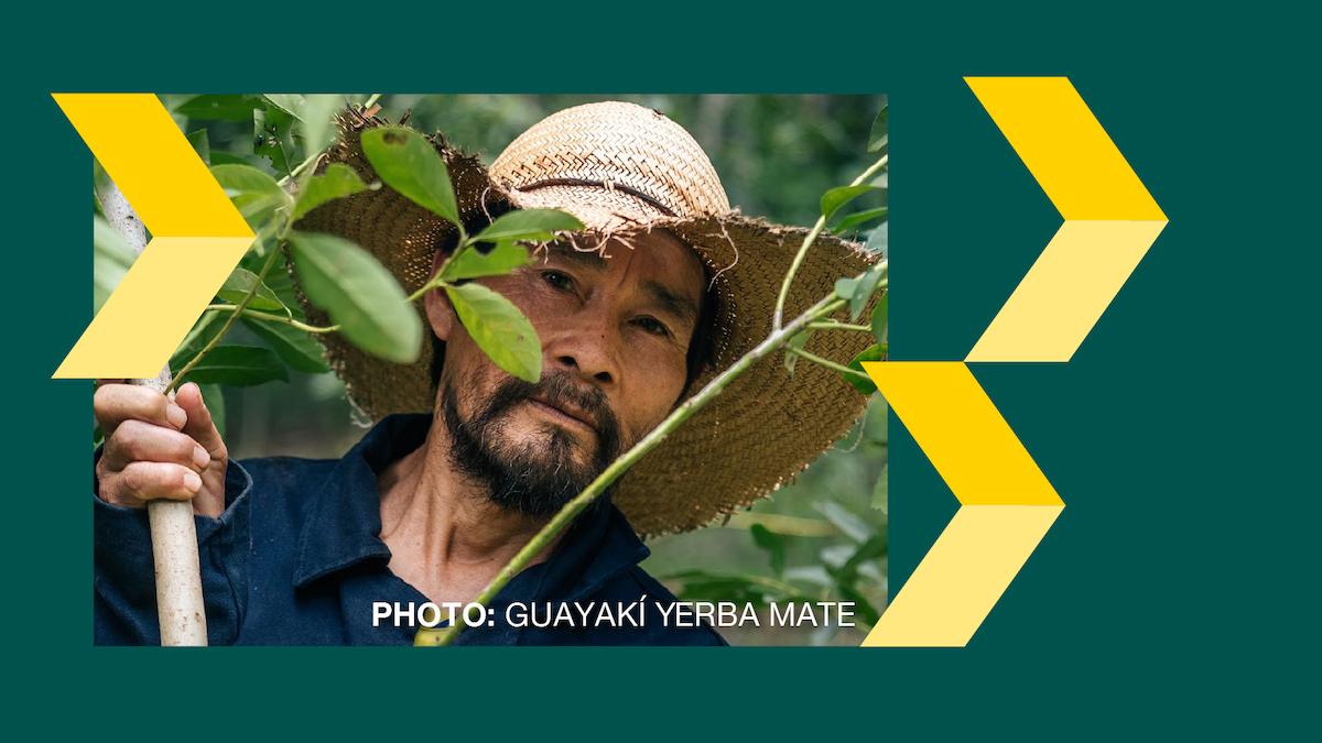 Partnerships Climate Justice Playbook farmer wearing a hat harvesting yerba mate